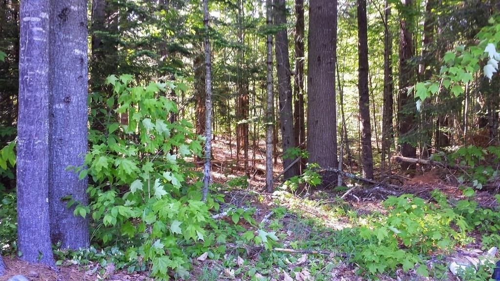 Lot 19 Toothaker Pond Road Phillips, ME 04966 - Photo 1 of 2 Photo