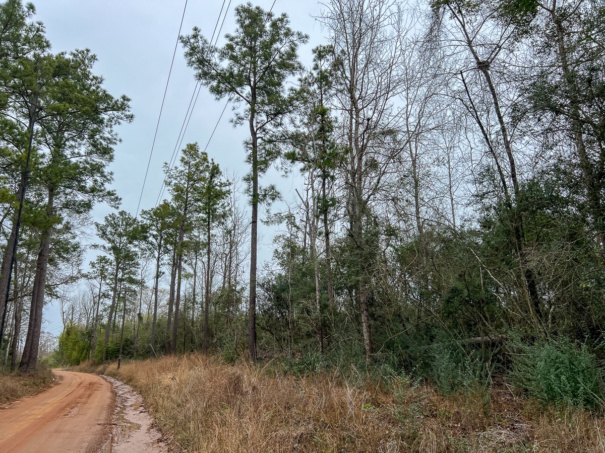 4 Fm 2626 Newton, TX 75966 - Photo 13 of 16 a view of a forest