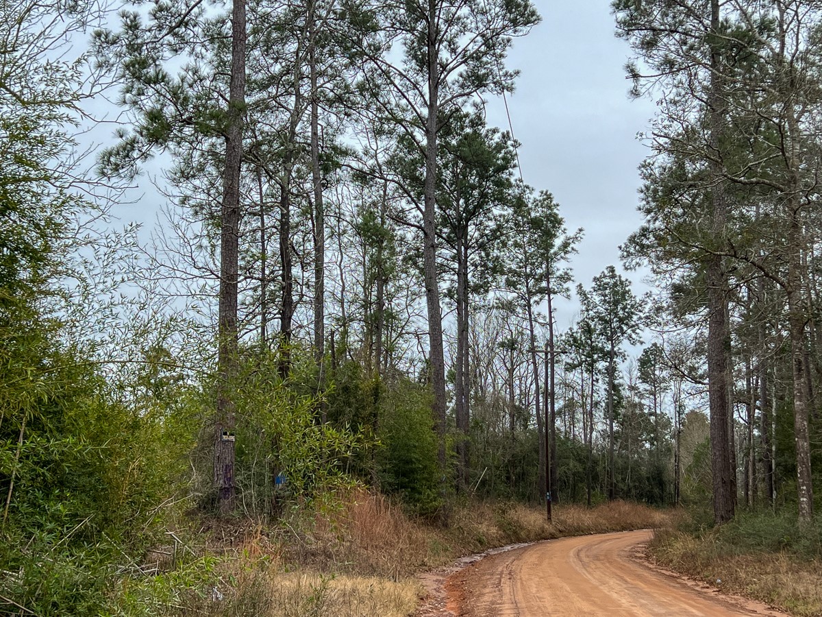 4 Fm 2626 Newton, TX 75966 - Photo 16 of 16 a view of a forest filled with trees