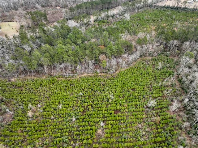 a view of a garden with a tree