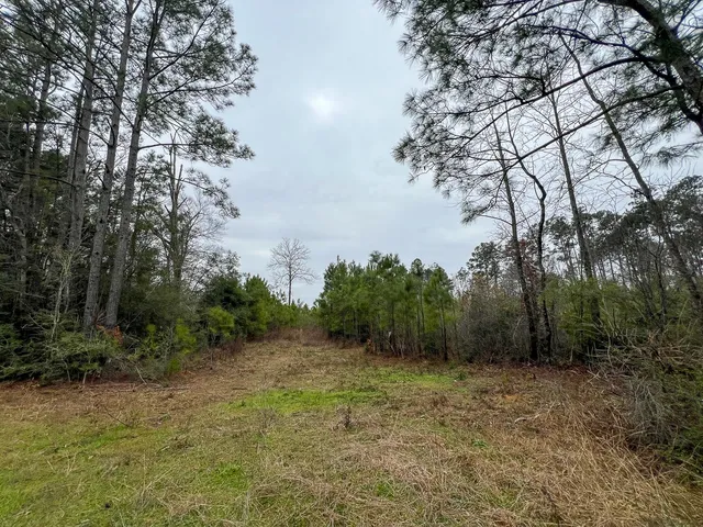 a view of a field with trees in the background
