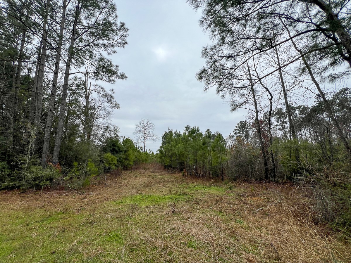 4 Fm 2626 Newton, TX 75966 - Photo 7 of 16 a view of a field with trees in the background