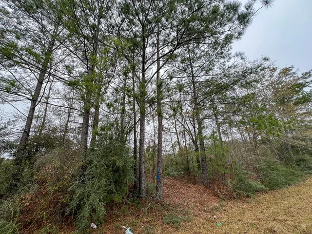 a view of a forest with trees in front of it