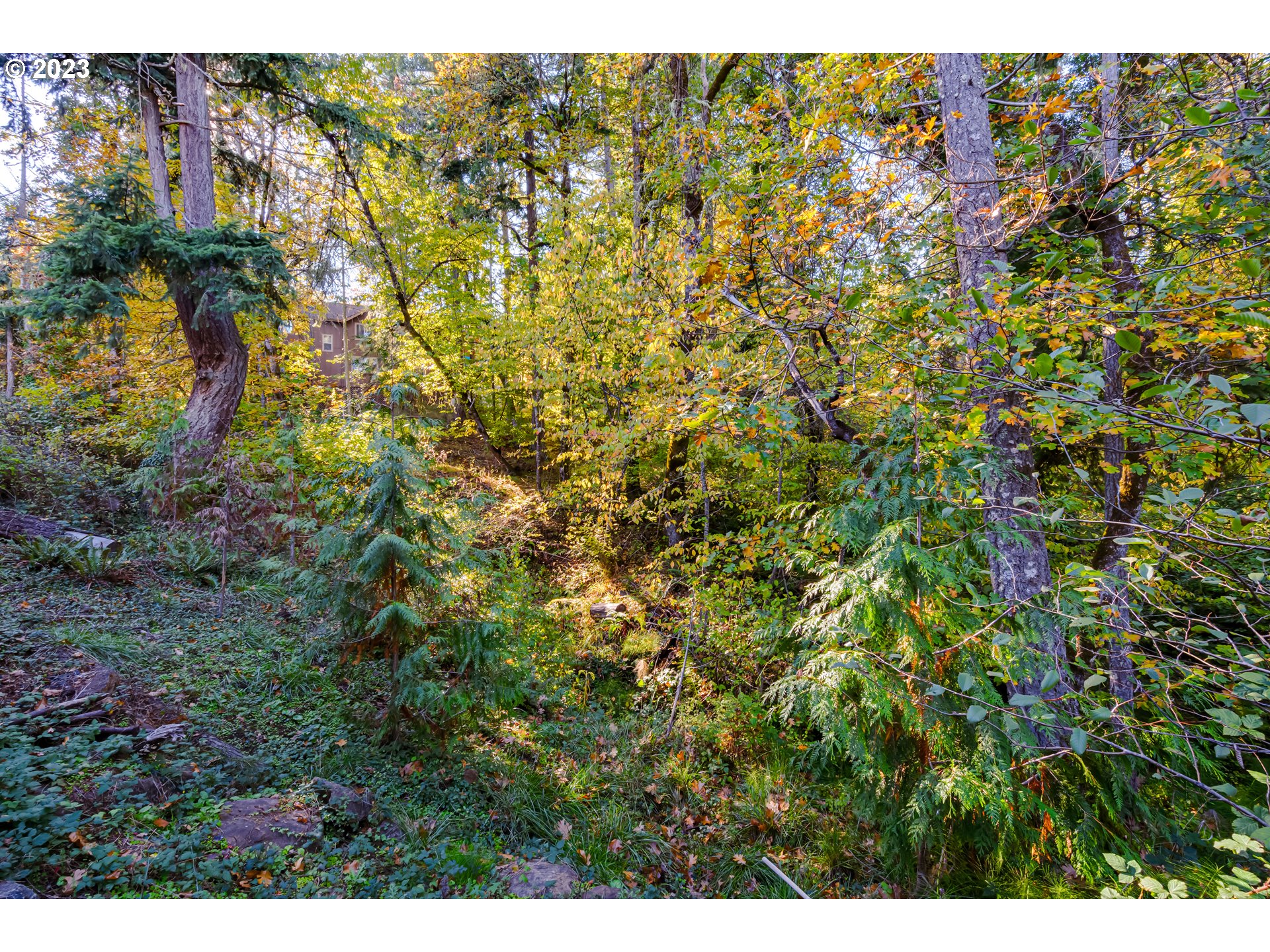 660 Fox Pine Lane Eugene, OR 97405 - Photo 43 of 48 a view of a bunch of trees