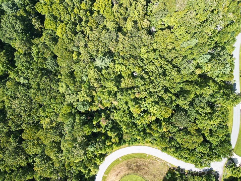 117 Sovereign Lane Fairview, NC 28730 - Photo 30 of 41 a close up of a plant in a garden