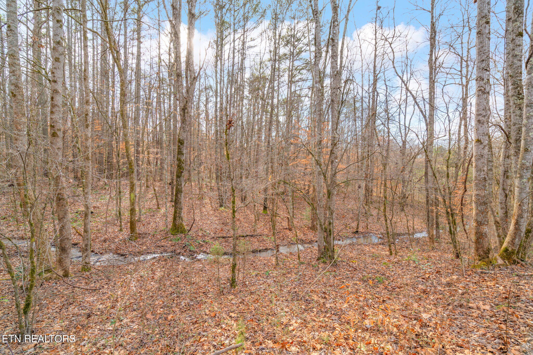 104 Highlands Road Tellico Plains, TN 37385 - Photo 37 of 48 37-web-or-mls-104 Highlands Bluff Road-3