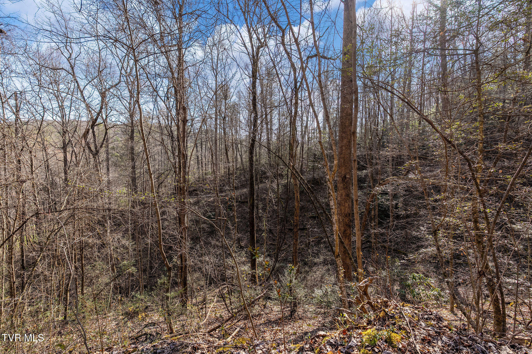 Tbd Raven Branch Road Del Rio, TN 37727 - Photo 20 of 29 DSC08846