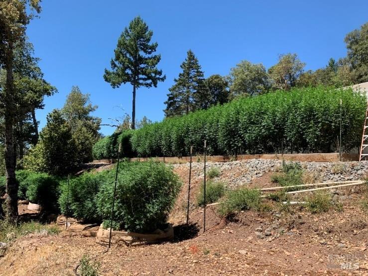37600 Highway 101 Willits, CA 95490 - Photo 15 of 22 a view of a yard with a tree