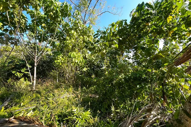 $65,000 | 12-7002 Lot 155 Koaekea Street, Pahoa, HI 96778