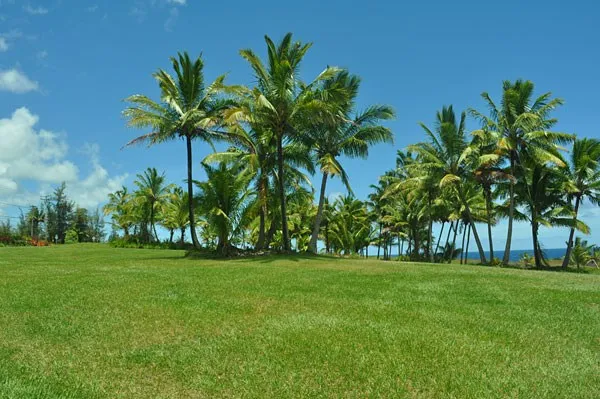 $65,000 | 12-7002 Lot 155 Koaekea Street, Pahoa, HI 96778