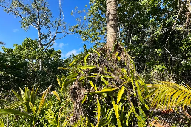 $65,000 | 12-7002 Lot 155 Koaekea Street, Pahoa, HI 96778