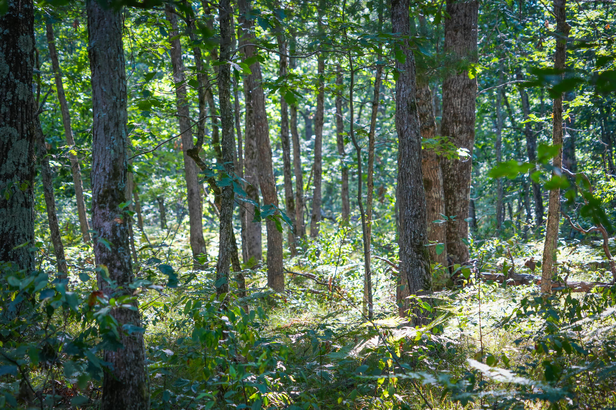 10 West Mile Road Irons, MI 49644 - Photo 32 of 42 DSC01424