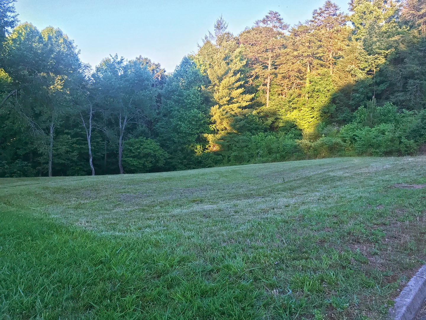 a view of a field with a tree in the background
