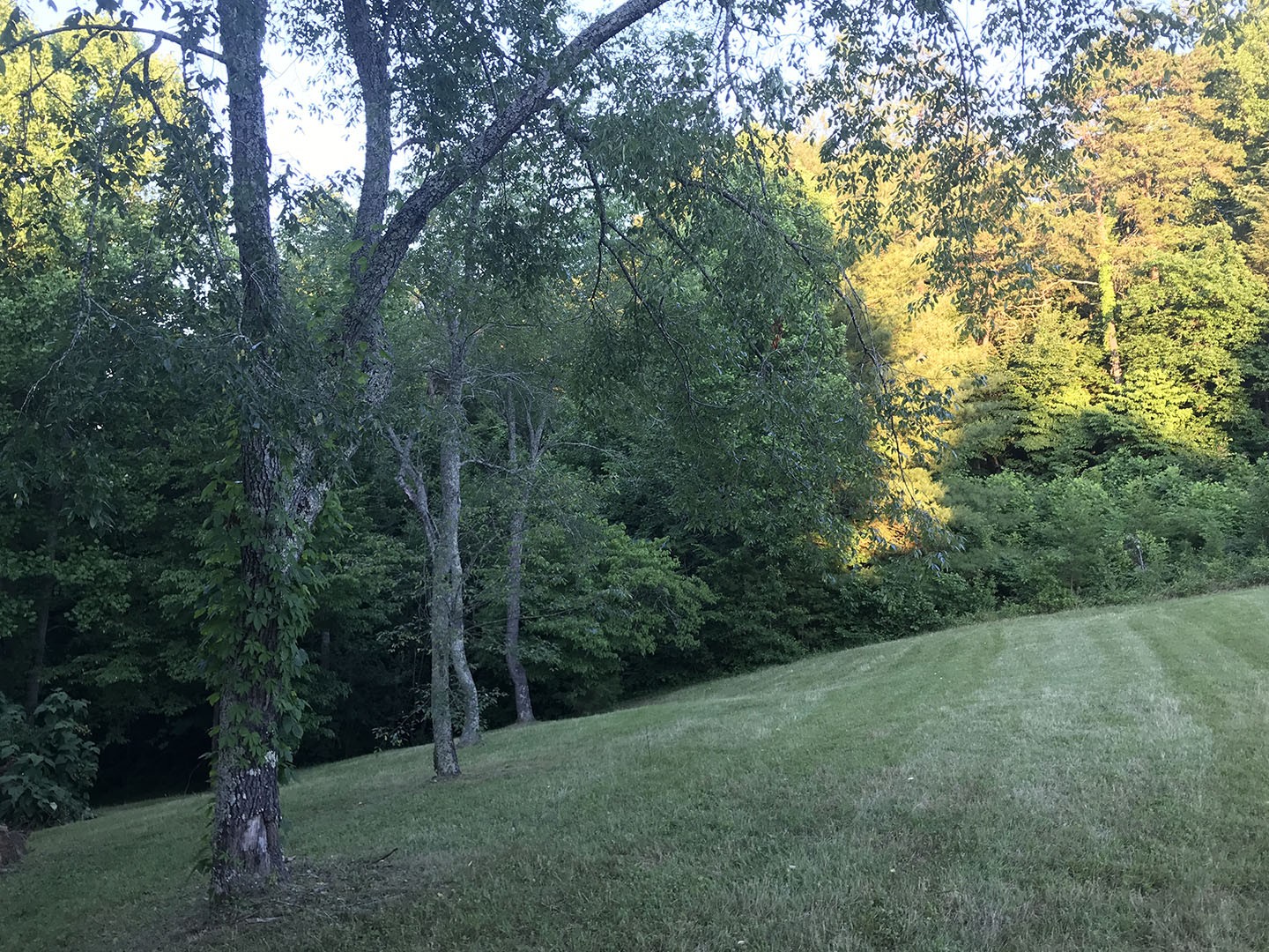 0 Riceland Drive Sevierville, TN 37862 - Photo 5 of 12 a view of a forest with trees in the background