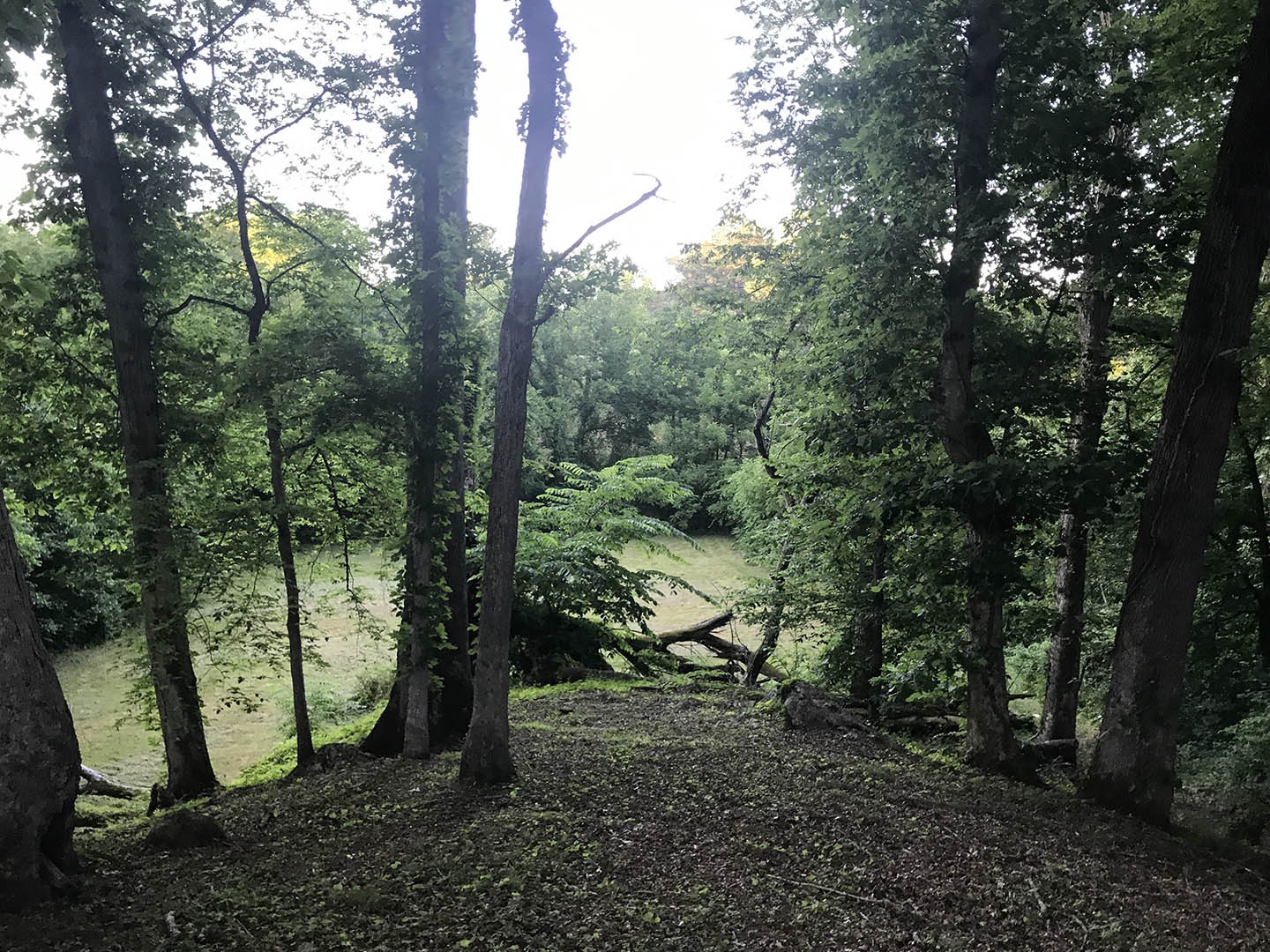 0 Riceland Drive Sevierville, TN 37862 - Photo 6 of 12 a view of a forest