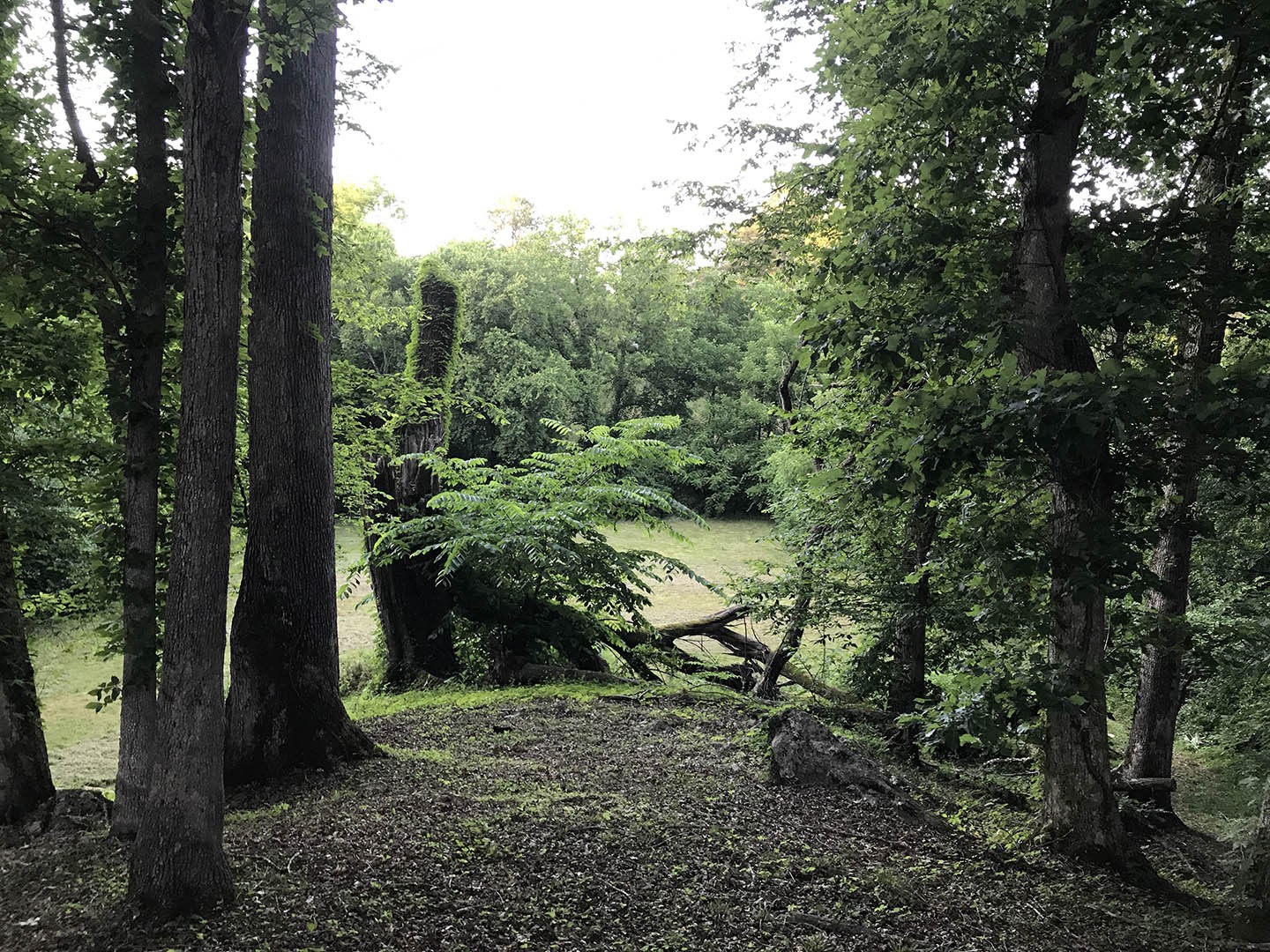 0 Riceland Drive Sevierville, TN 37862 - Photo 7 of 12 a view of a forest filled with trees