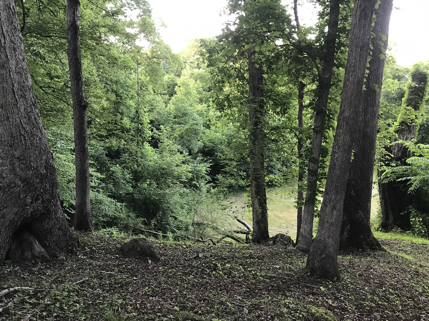 0 Riceland Drive Sevierville, TN 37862 - Photo 8 of 12 a view of a forest filled with trees