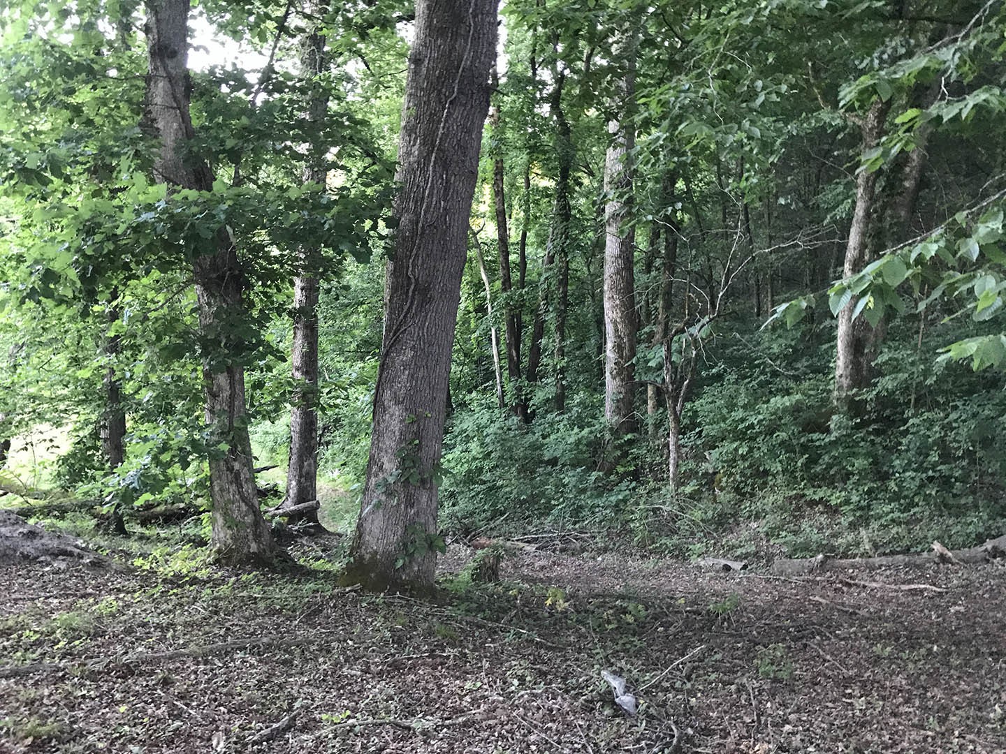 0 Riceland Drive Sevierville, TN 37862 - Photo 10 of 12 a view of a forest