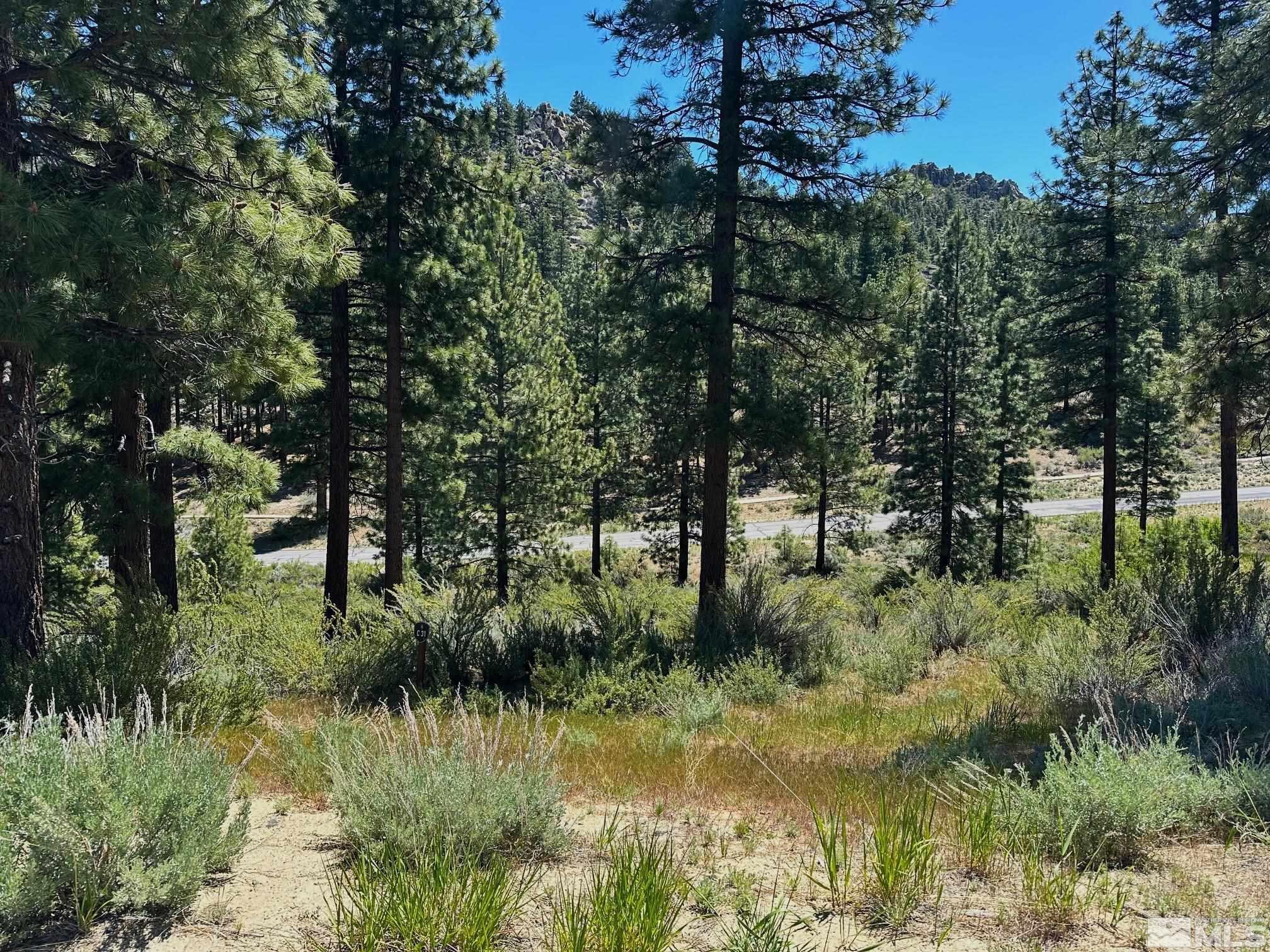 3237 Smt Cp Way, Unit C31 Carson City, NV 89705 - Photo 18 of 22 a view of a lush green forest with lots of trees