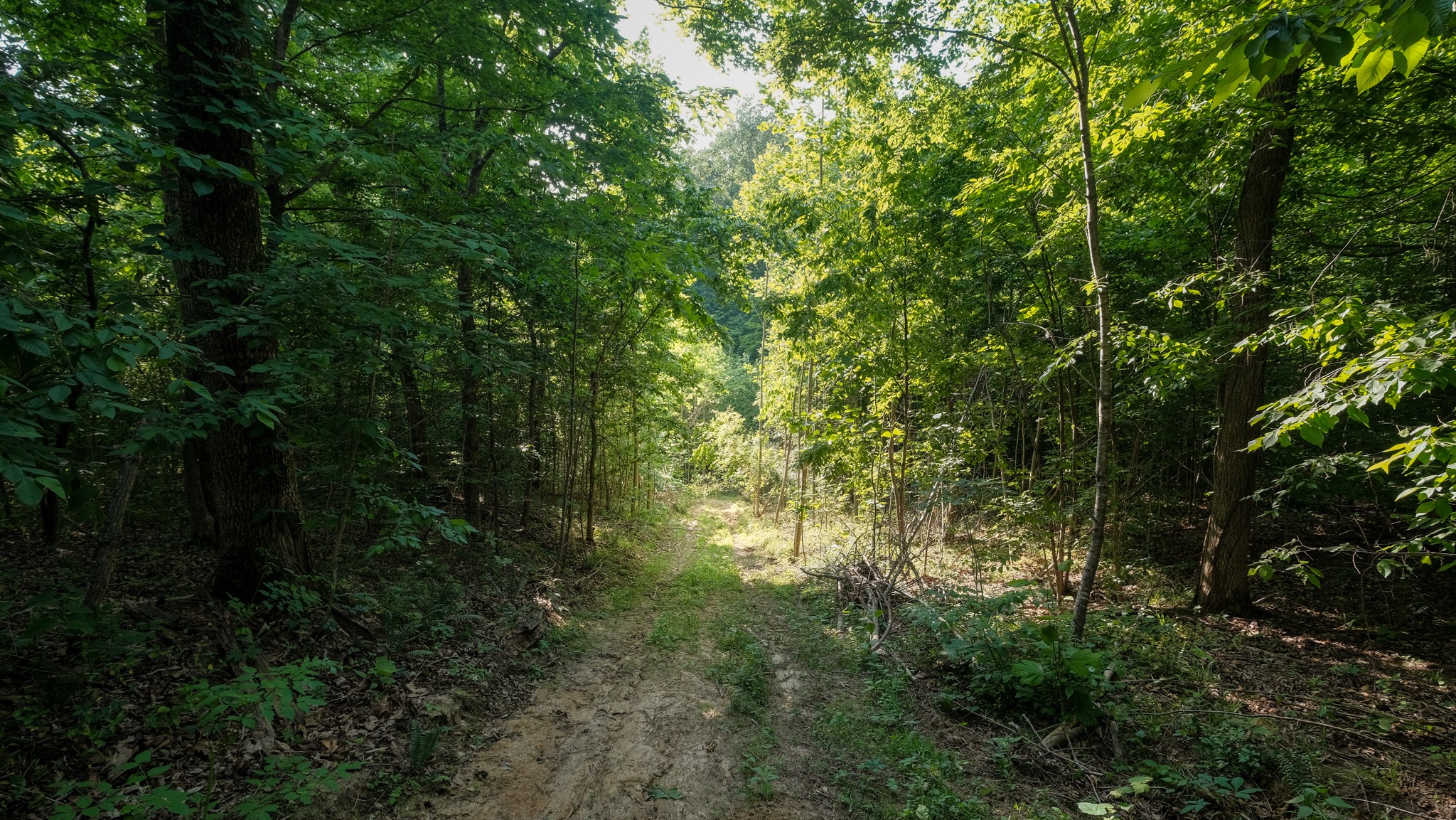 0 Mcadams Road Greenfield, TN 38230 - Photo 16 of 25