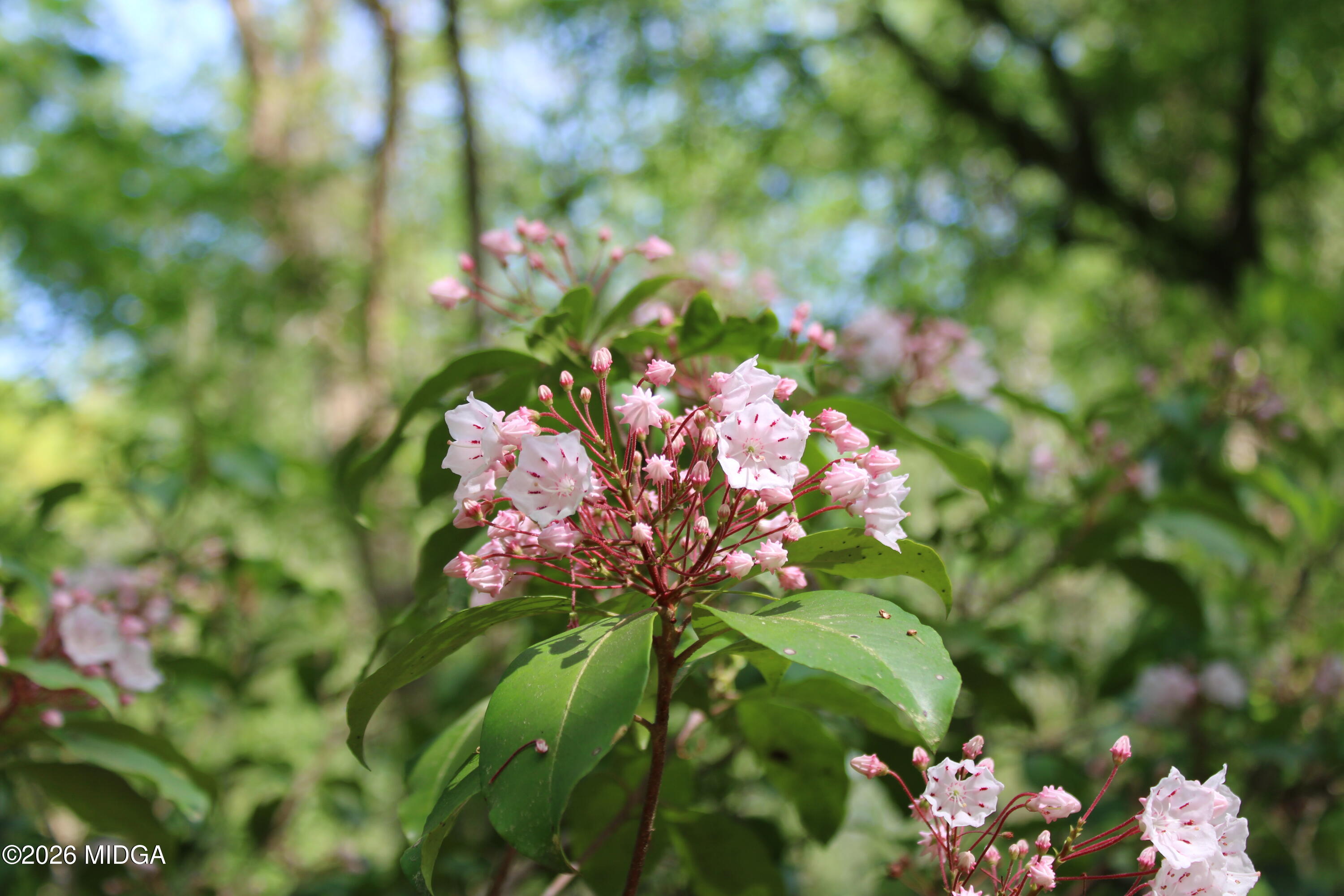 0 Ruffner Road The Rock, GA 30285 - Photo 11 of 46 a view of a flower