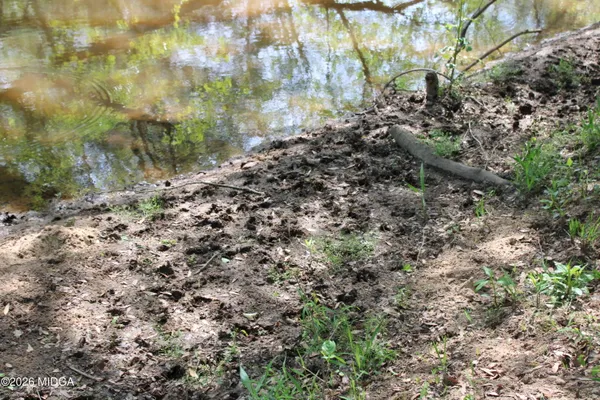 a view of a forest