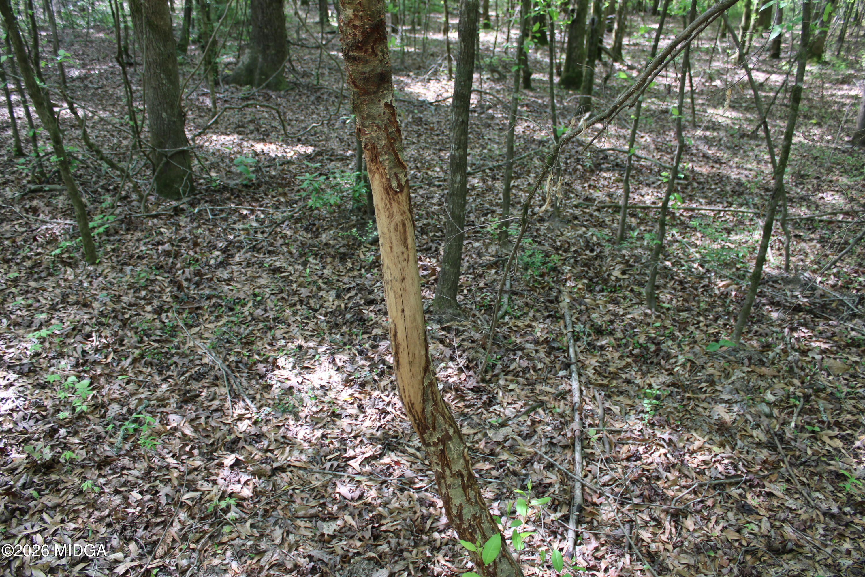 0 Ruffner Road The Rock, GA 30285 - Photo 13 of 46 a view of a forest
