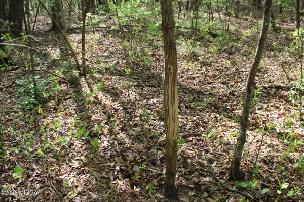 a view of a tree