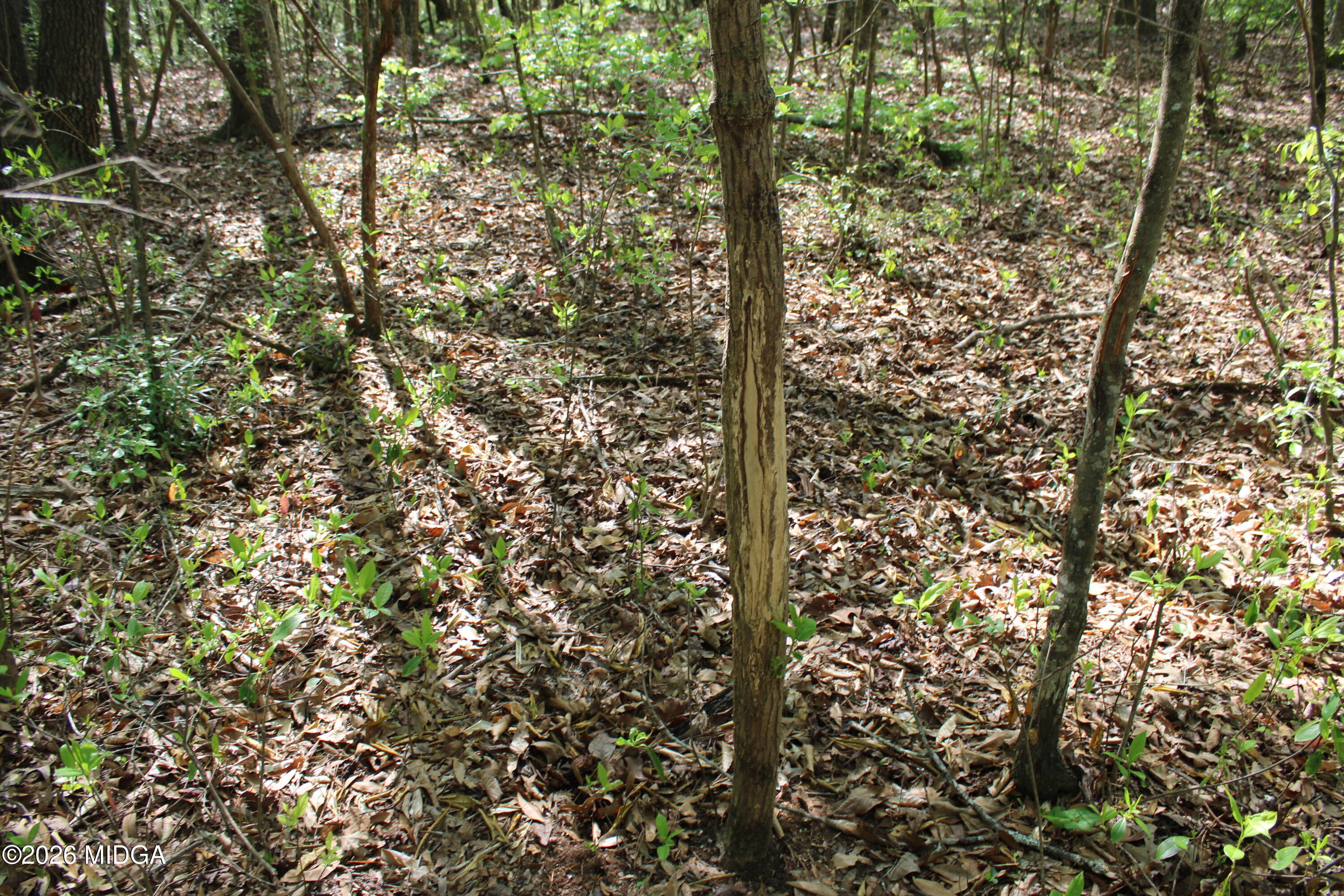 0 Ruffner Road The Rock, GA 30285 - Photo 14 of 46 a view of a yard with a tree