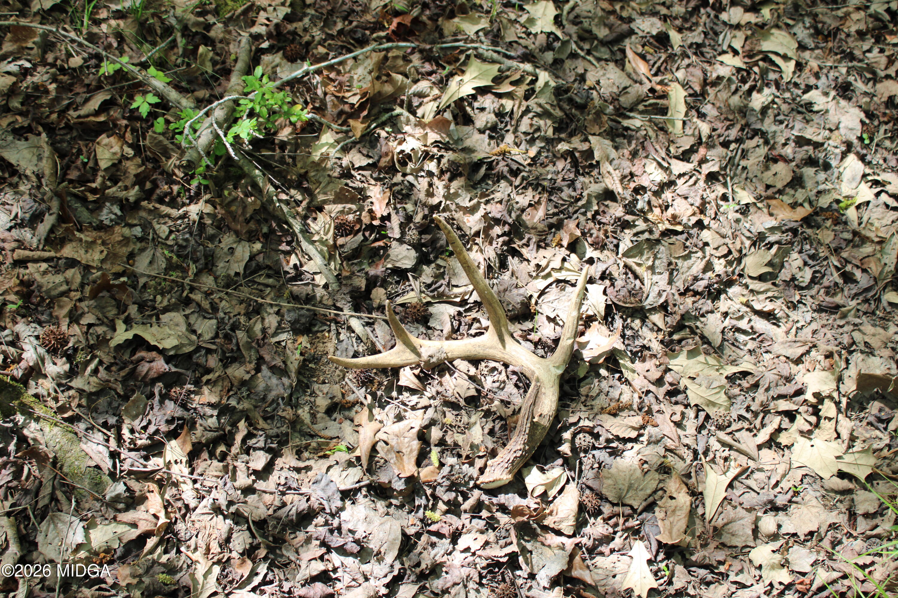 0 Ruffner Road The Rock, GA 30285 - Photo 15 of 46 a view of a tree