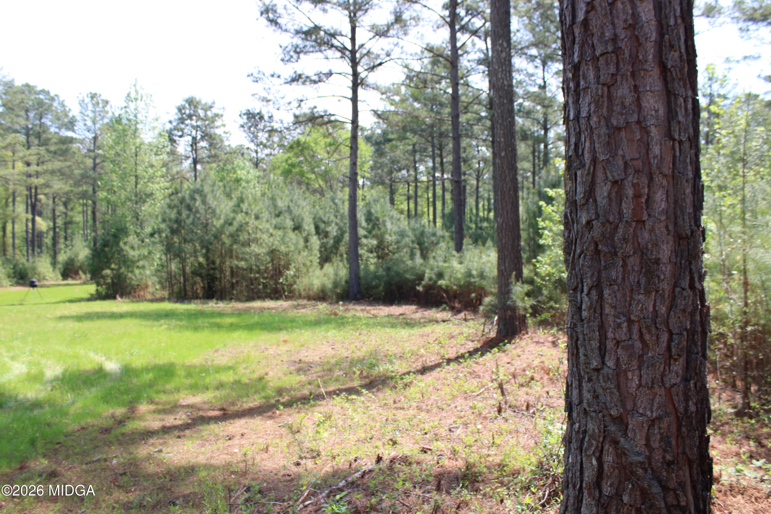 0 Ruffner Road The Rock, GA 30285 - Photo 20 of 46 a view of a yard with a tree