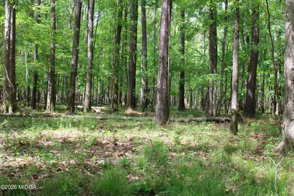 a view of a yard with a trees