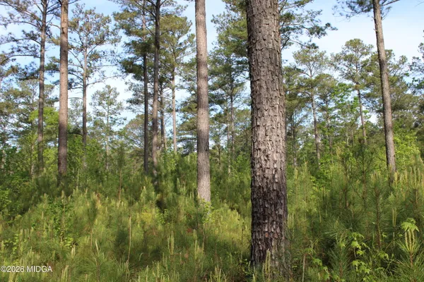 a view of outdoor space and trees