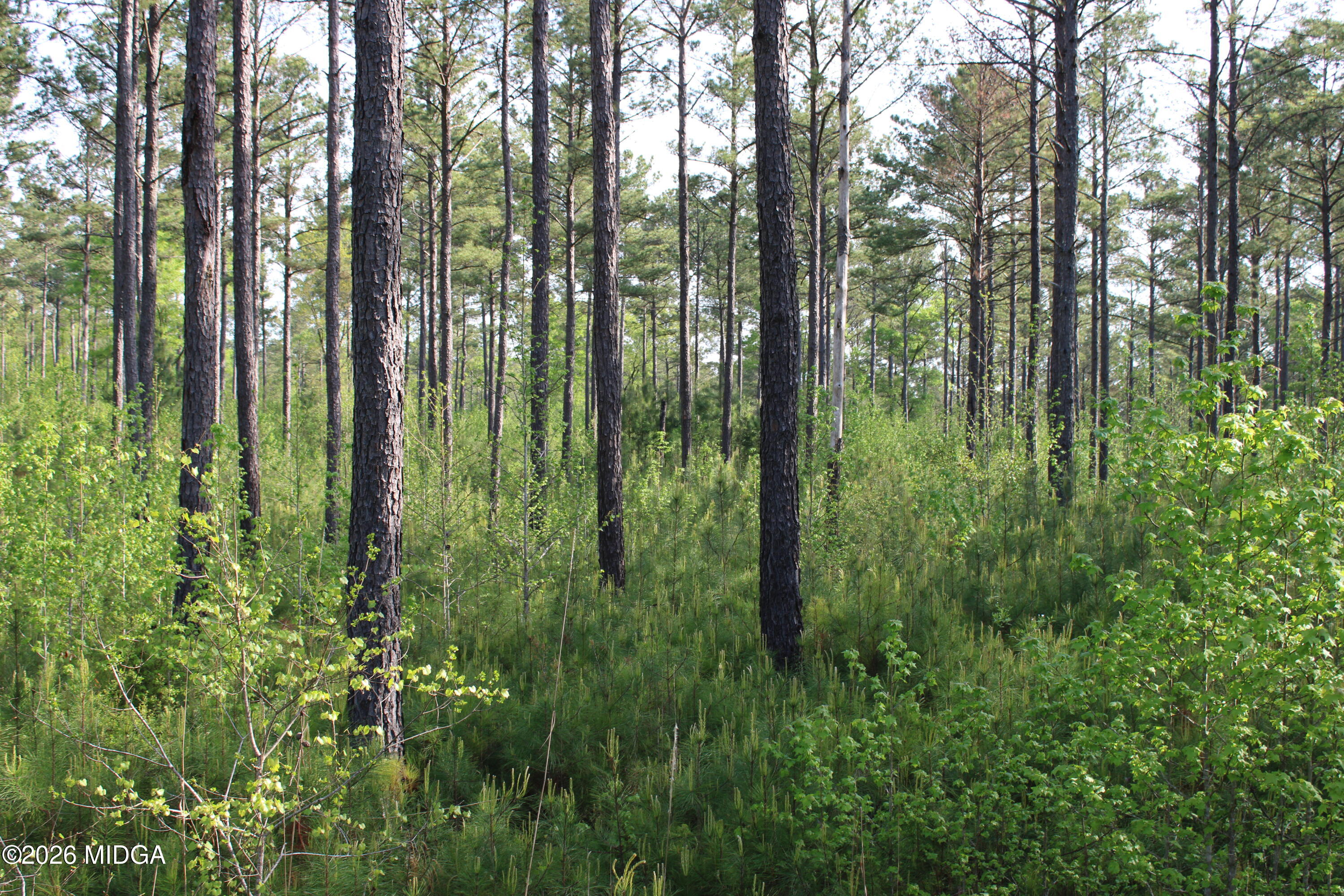 0 Ruffner Road The Rock, GA 30285 - Photo 26 of 46 a view of outdoor space and trees