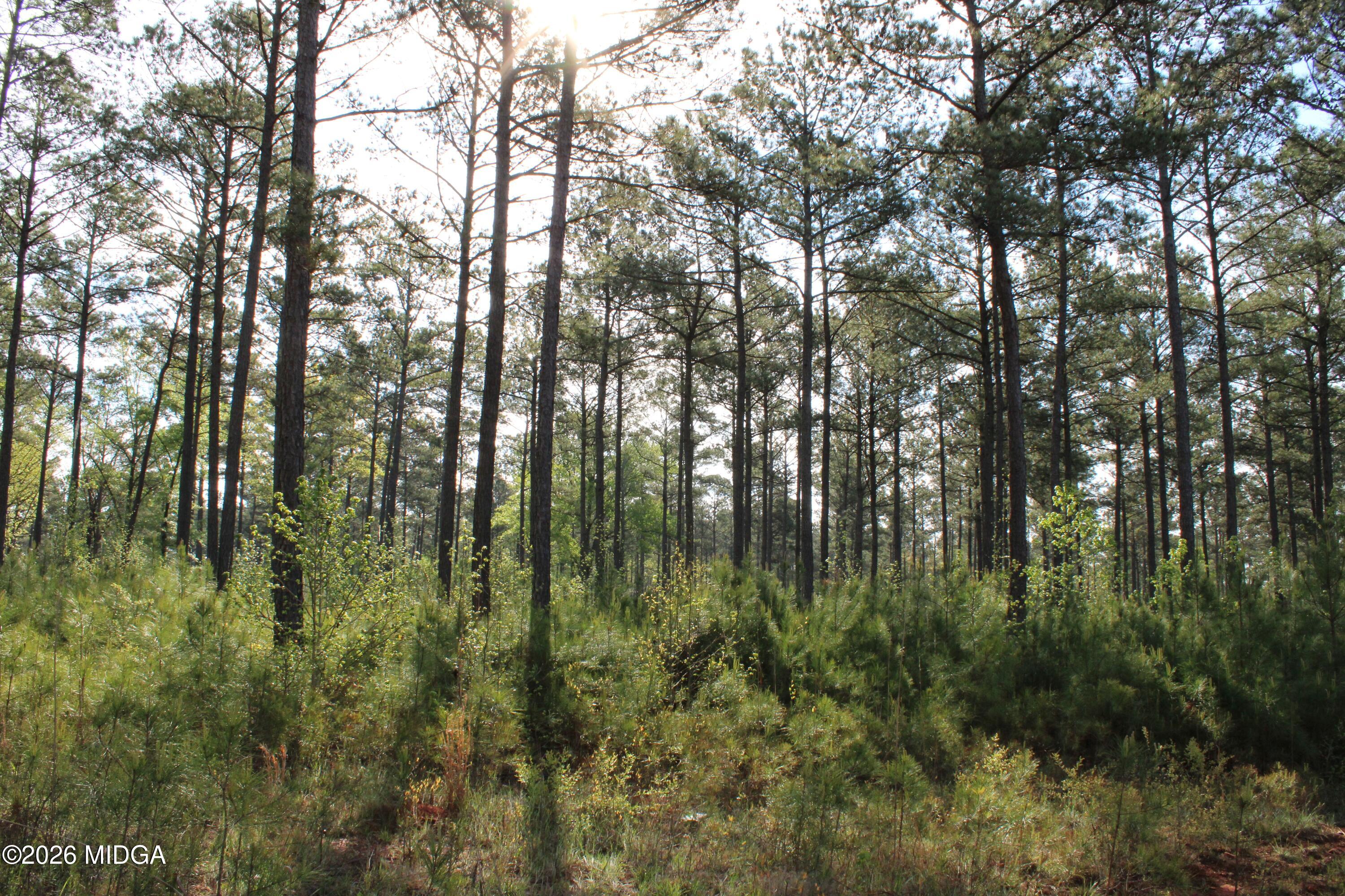 0 Ruffner Road The Rock, GA 30285 - Photo 32 of 46 a view of forest