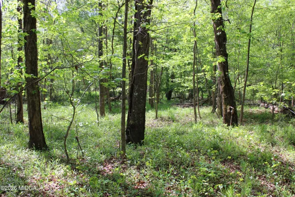 a view of a forest that has large trees