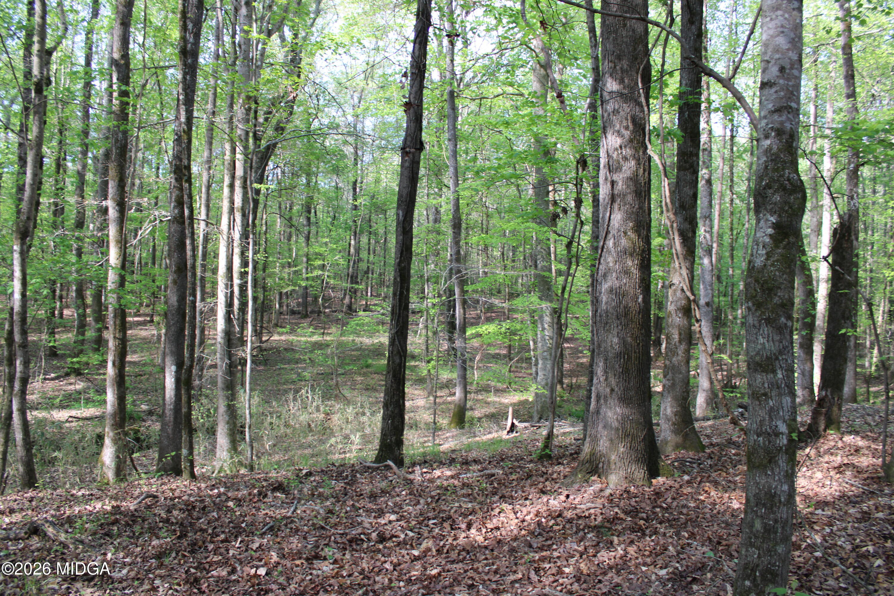 0 Ruffner Road The Rock, GA 30285 - Photo 35 of 46 a view of a forest that has large trees