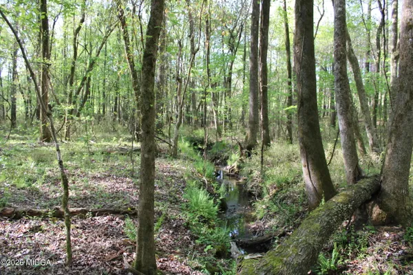 a view of a forest with trees in the background