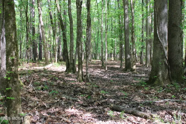 a view of a forest with trees