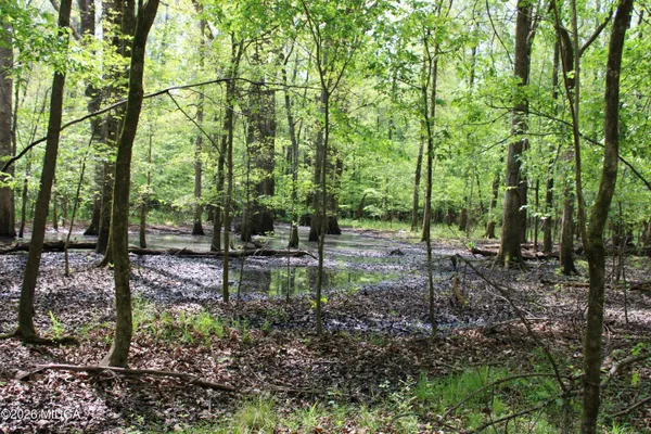 a big yard with lots of green space and trees