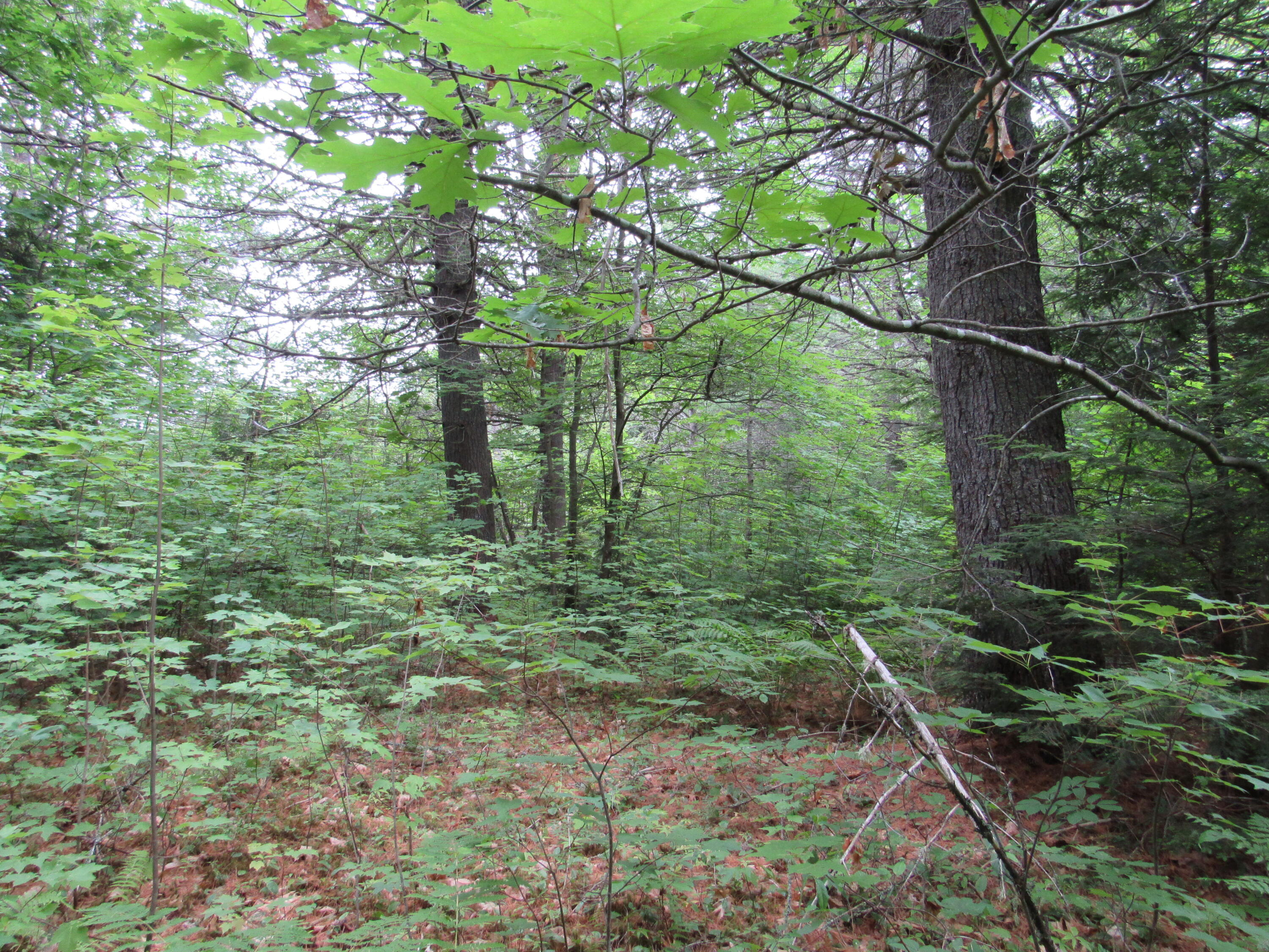 M6-l54 Bombazee Road Norridgewock, ME 04957 - Photo 5 of 11 IMG_4064