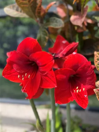 $720,000 | 1584 Cherry Ridge Drive, Lake Mary, FL 32746