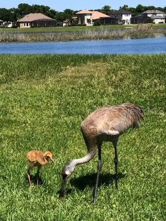 $720,000 | 1584 Cherry Ridge Drive, Lake Mary, FL 32746