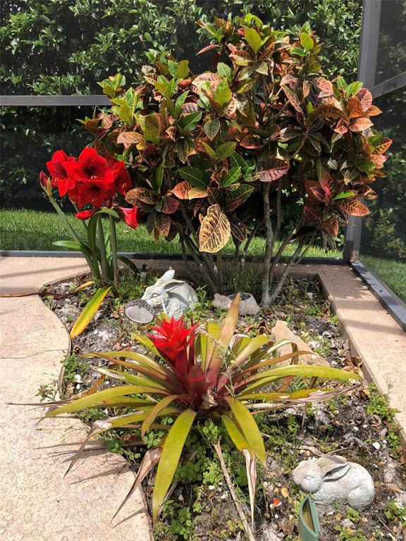 1584 Cherry Ridge Drive Lake Mary, FL 32746 - Photo 57 of 62 a view of a flower