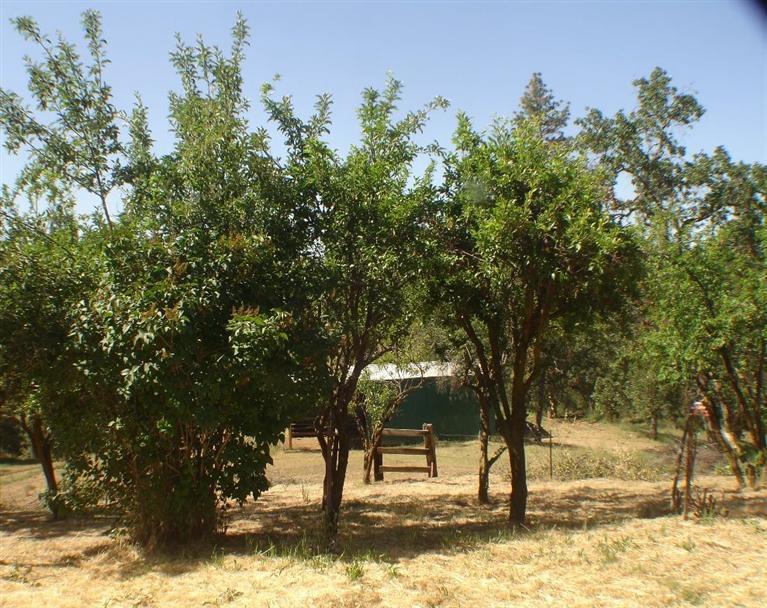 46542 Dunlap Road Miramonte, CA 93641 - Photo 12 of 26 fruit trees