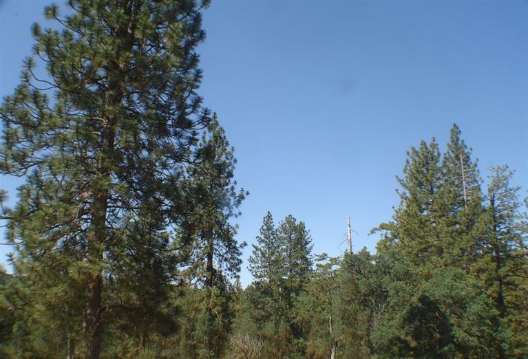 46542 Dunlap Road Miramonte, CA 93641 - Photo 5 of 26 Gallery Image 5