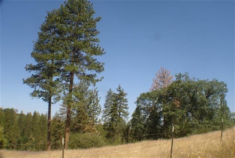 46542 Dunlap Road Miramonte, CA 93641 - Photo 6 of 26 Gallery Image 6