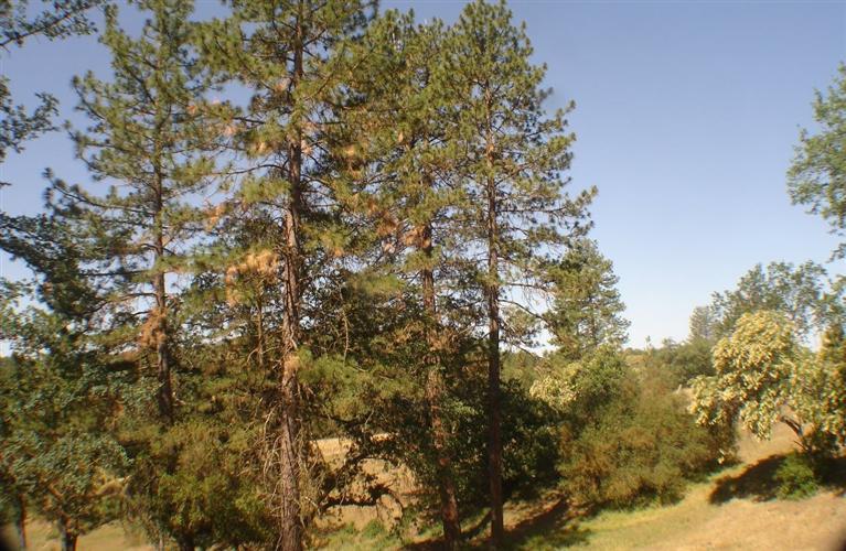 46542 Dunlap Road Miramonte, CA 93641 - Photo 9 of 26 Gallery Image 9
