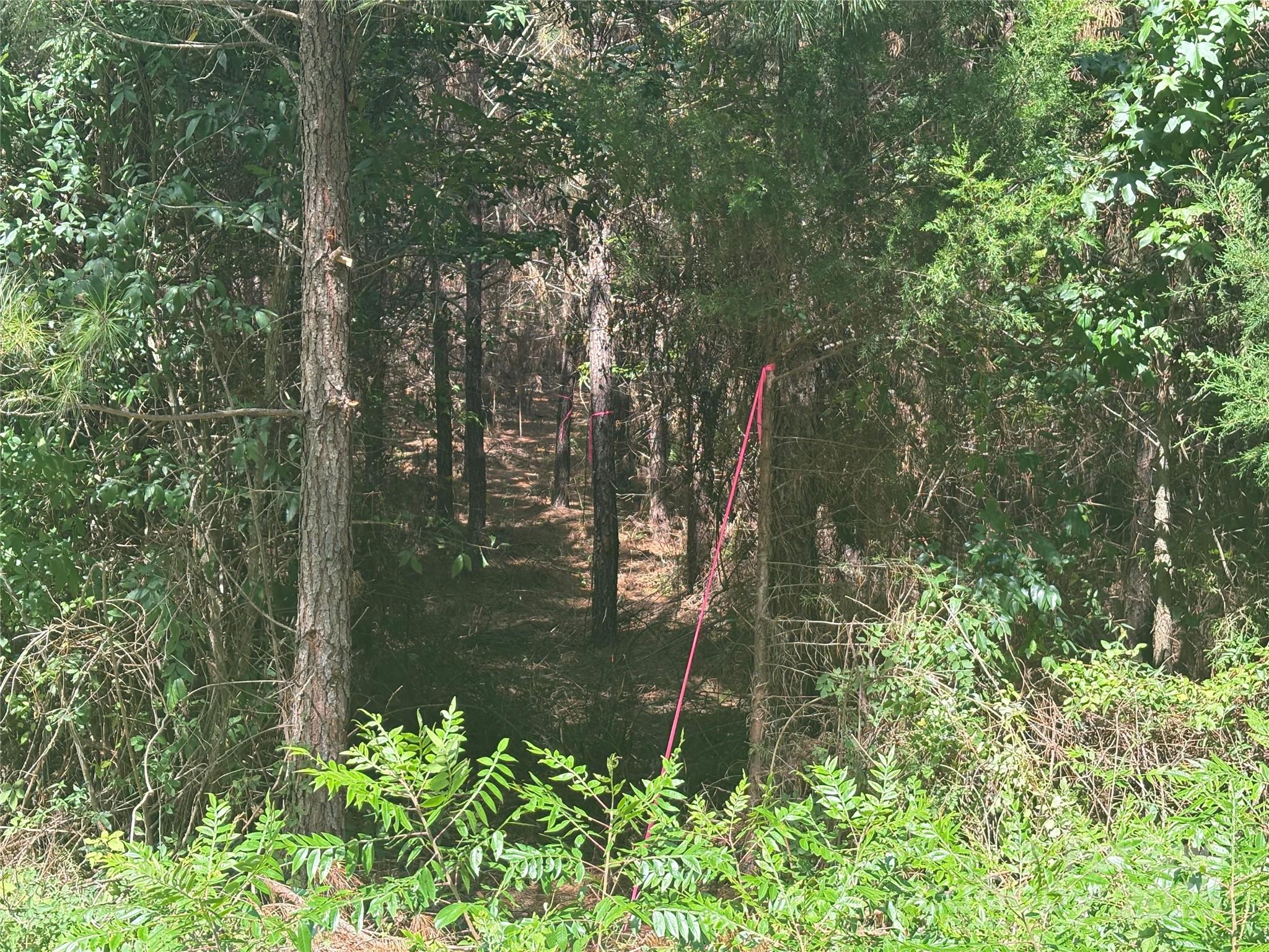 0 Jackson Road West Chesterfield, SC 29709 - Photo 18 of 18 a backyard of a house with lots of green space