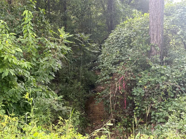 a view of a yard with plants and trees